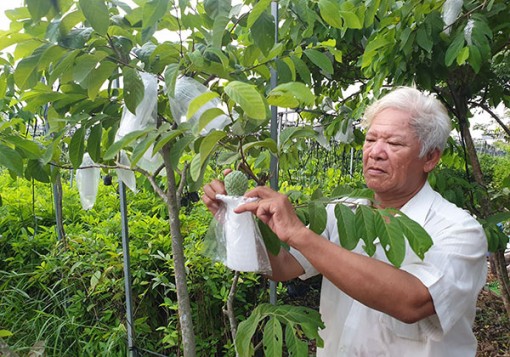 Hái ra tiền từ mãng cầu trái “khủng”