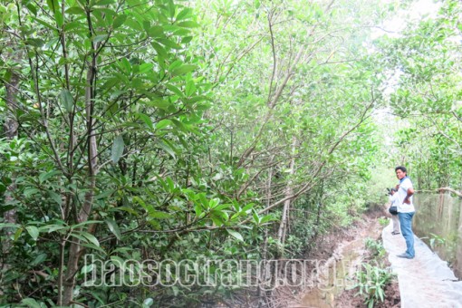 Mô hình hiệu quả trong công tác quản lý rừng