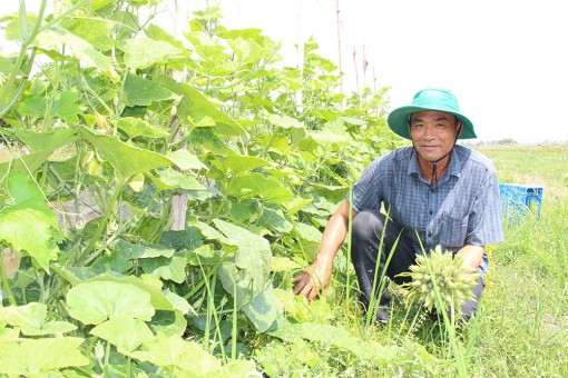 Mô hình nông nghiệp trên đất lúa kém hiệu quả