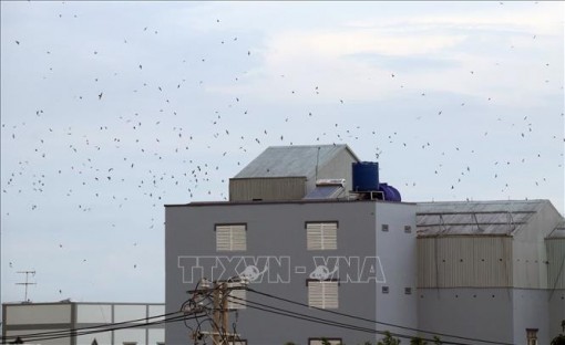 Long An quy định khu vực nội thành không được phép nuôi chim yến