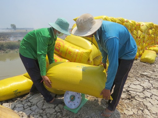 Giá lúa tăng trở lại