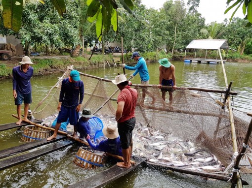 Gỡ khó cho thủy sản