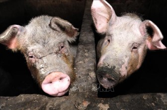 Việt Nam đủ khả năng xét nghiệm và phát hiện virus cúm lợn
