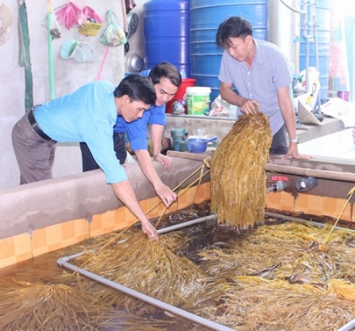 Quyết tâm khởi nghiệp trên đất quê hương