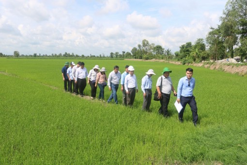 Tăng cường chăm sóc, bảo vệ lúa thu đông