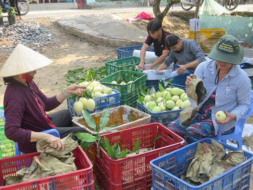 Liên kết chuỗi giá trị giúp giảm chi phí, nâng cao giá trị nông sản