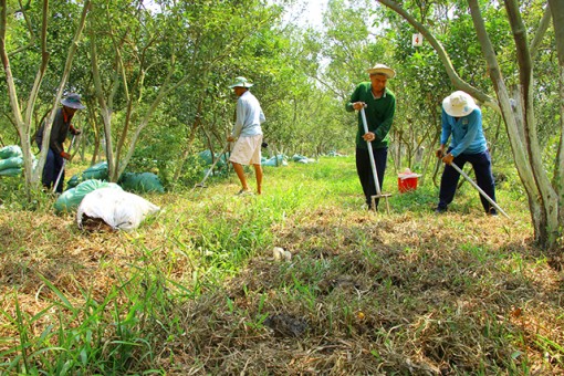 Triển khai nhiều giải pháp khôi phục lại vườn cây có múi