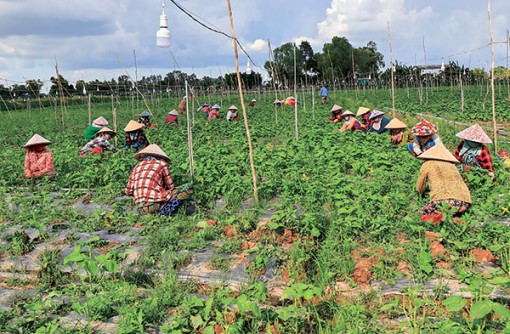 Triển vọng mô hình trồng tía tô xuất khẩu