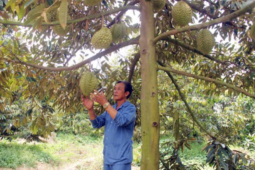 Nông dân Chợ Mới làm giàu