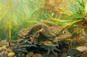 Các nhà khoa học Nam Mỹ tìm cách bảo tồn giống ếch khổng lồ Titicaca