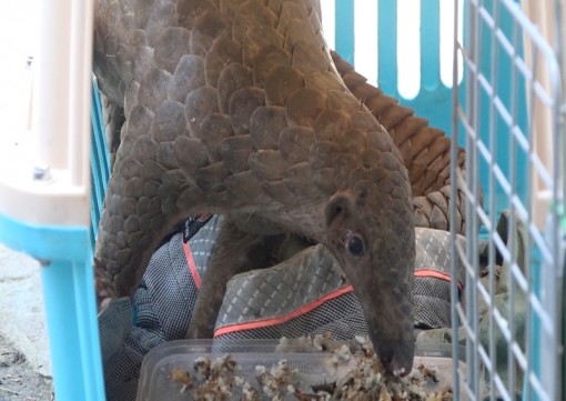 Chi cục Kiểm lâm tỉnh Bến Tre bàn giao 2 cá thể quý hiếm