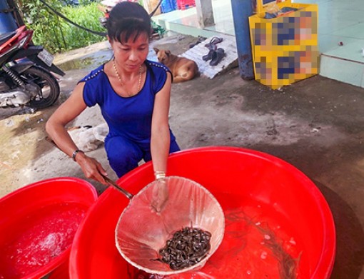 Hậu Giang: Phát huy hiệu quả phong trào sản xuất, kinh doanh giỏi