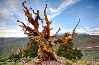 Nhiều cây sống ngàn năm, liệu có cây nào bất tử?