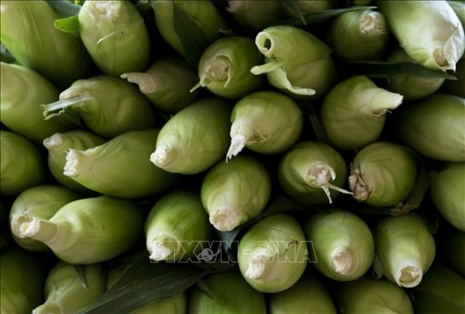 Mỹ xuất khẩu lượng ngô kỷ lục sang Trung Quốc, trị giá khoảng 325 triệu USD