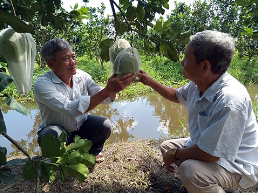 Tìm đầu ra ổn định cho bưởi da xanh