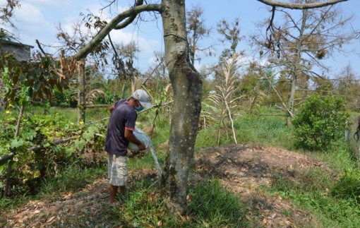 Tiền Giang: Nỗ lực vượt qua hạn, mặn