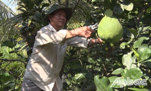 Thu nhập khá nhờ chuyển đổi cây trồng