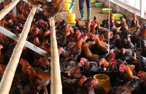 Tái phát bệnh cúm H5N1 trên gia cầm ở Trà Vinh