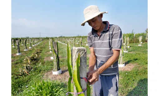 Tăng diện tích cây ăn trái và nuôi trồng thủy sản ở đồng bằng sông Cửu Long