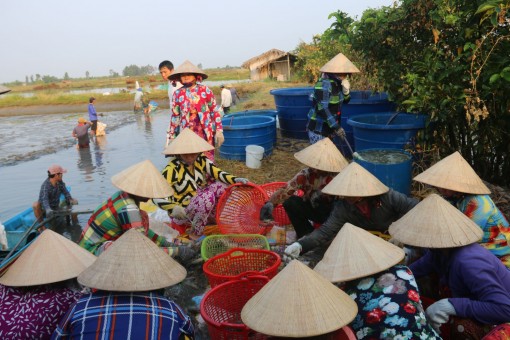 Nón lá - một ký hiệu của văn hóa Việt