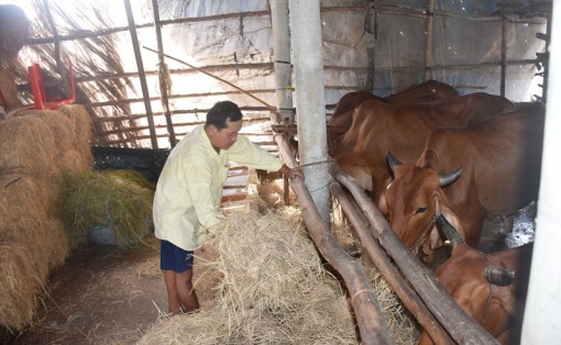 Bến Tre: Điểm sáng trong công tác giảm nghèo bền vững ở Thạnh Phú