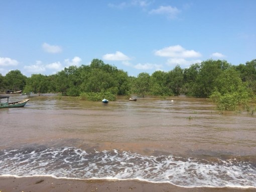 Việt - Hàn chung sức phục hồi rừng ngập mặn