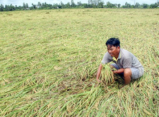 Khó khăn lúa Hè thu cuối vụ