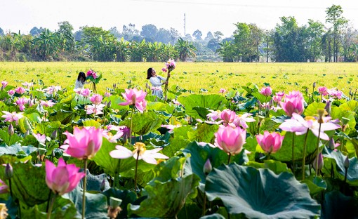 Trồng sen vụ hè thu cho hiệu quả cao