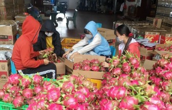 Đắk Lắk: Thanh long ứ đọng, rớt giá khiến nông dân lao đao