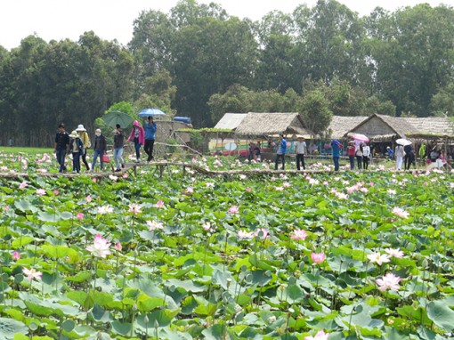 Tháp Mười phát triển sen gắn với nông nghiệp sinh thái