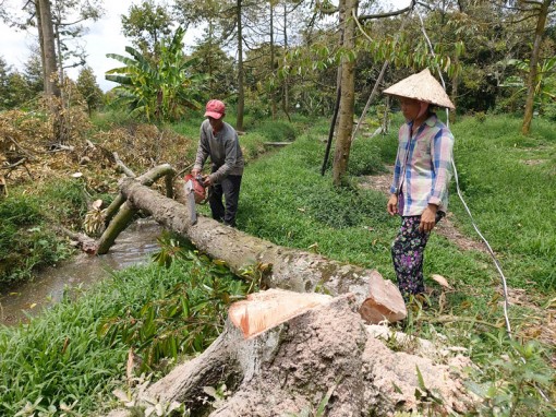 Người dân băn khoăn tiếp tục trồng sầu riêng hay cây khác