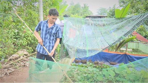 Triển vọng từ mô hình nuôi ốc bươu đen