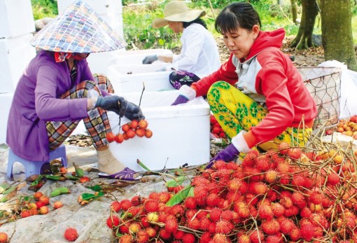 Nguồn cung giảm, chôm chôm tăng giá mạnh