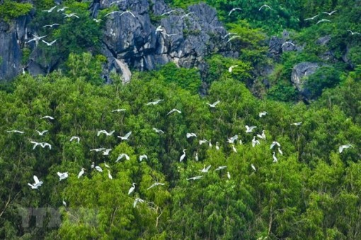 Giải pháp hiệu quả bảo tồn các khu đất ngập nước ở Việt Nam