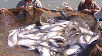 Phú Tân: Mở rộng diện tích nuôi cá thát lát cườm