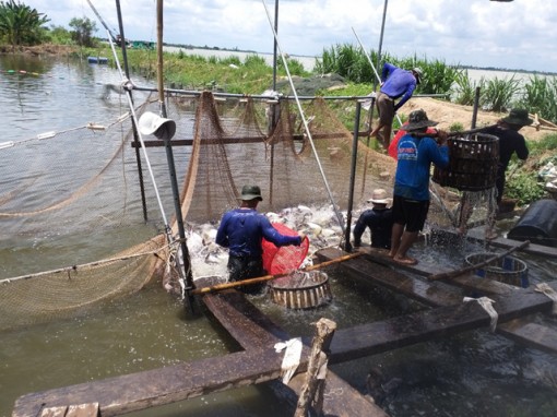 Giá cá tra nguyên liệu tăng nhẹ