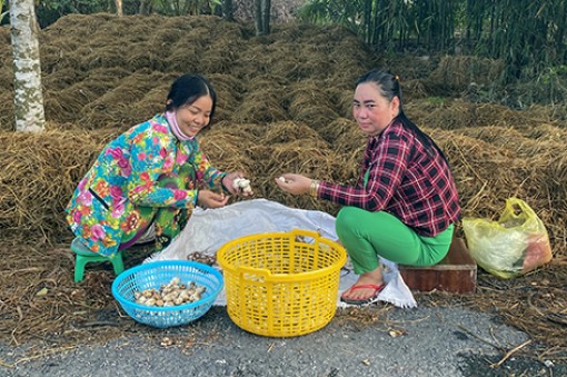 Đầu ra nấm rơm ổn định nhờ ký kết bao tiêu