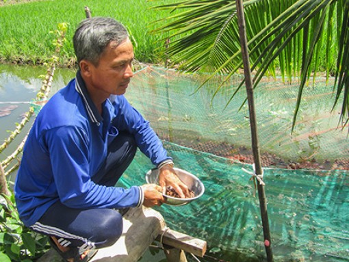 Khá lên từ mô hình lúa – cá