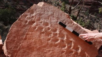 Tảng đá cổ hé lộ hành trình của 2 sinh vật hơn 300 triệu năm trước
