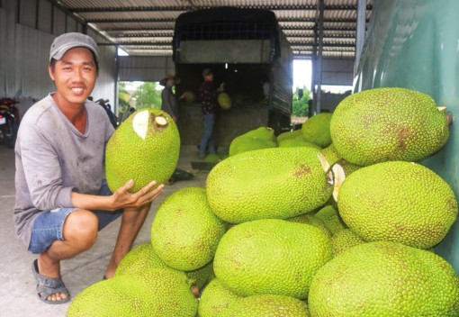 Giá trái mít Thái tăng cao do nguồn cung hạn chế