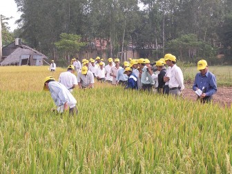 Cơ hội cho người trồng lúa