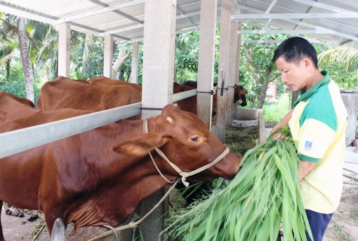 Giá bò giống tăng cao