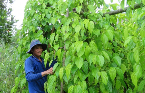 Long Hòa: Trầu rớt giá do gặp khó đầu ra