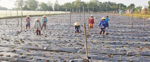 Vĩnh Long: Nâng chất tiêu chí nông thôn mới từ cây màu mới