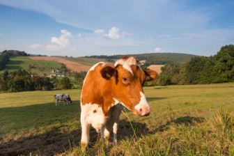Nghiên cứu mới tại Đức: Bò cũng có thể mắc bệnh COVID-19