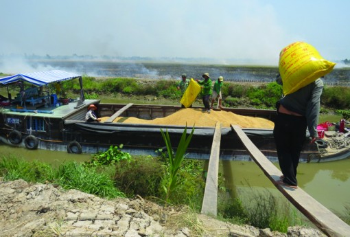 Giá lúa tăng trở lại