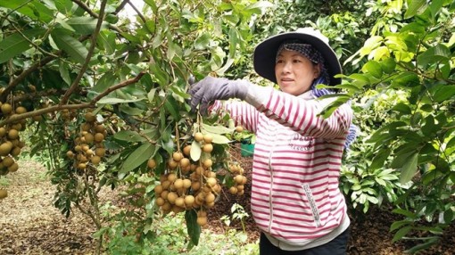 Giá nhãn tăng trở lại