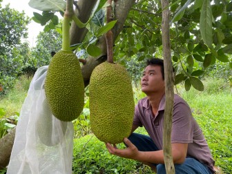 Phát triển kinh tế từ cây mít Thái siêu sớm