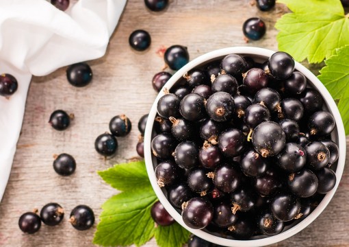 Nghiên cứu thuốc điều trị COVID-19 từ quả acai berry