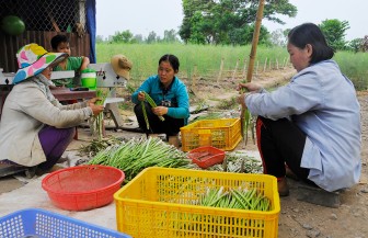 Châu Phú thực hiện tái cơ cấu nông nghiệp